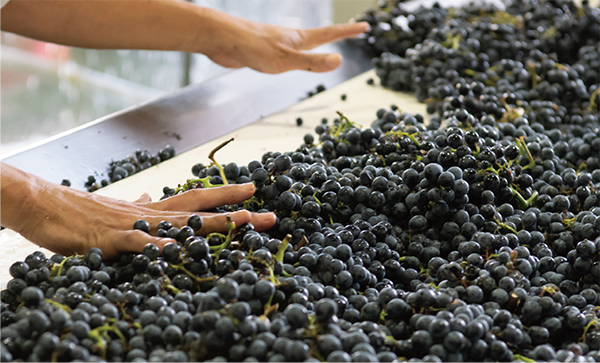 山梨 ロゼ 2024マンズワインの通販サイト・マンズワインオンライン