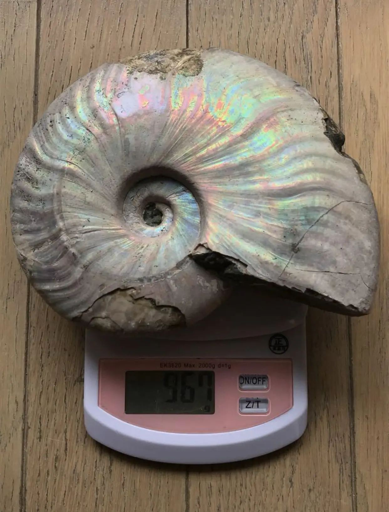 マダガスカル産 アンモナイト化石青（クリオニセラス）大サイズ | 虹色