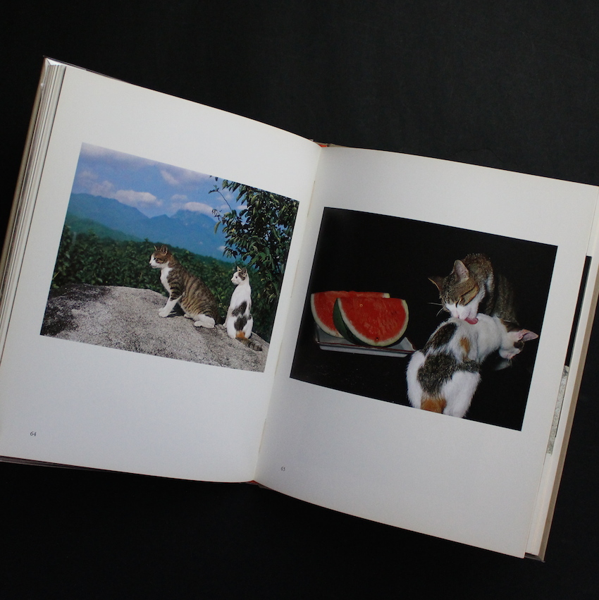 猫の麦わら帽子 / The Strawhat Cat - 深瀬 昌久 / Masahisa Fukase