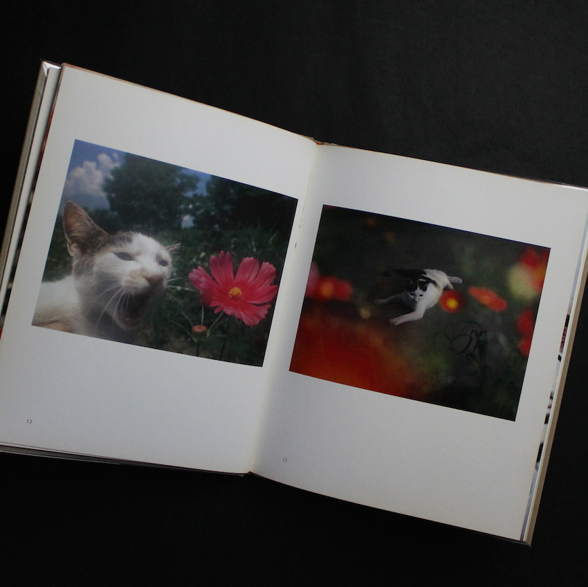 猫の麦わら帽子 / The Strawhat Cat - 深瀬 昌久 / Masahisa Fukase