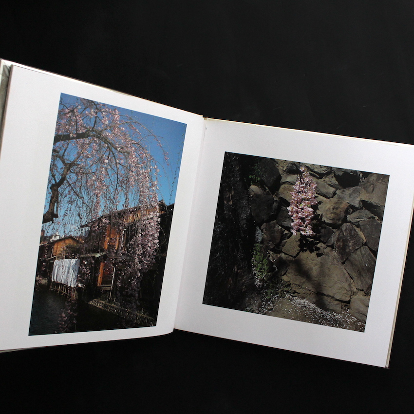 さくら 桜 サクラ 120 - 東松 照明 / Shomei Tomatsu