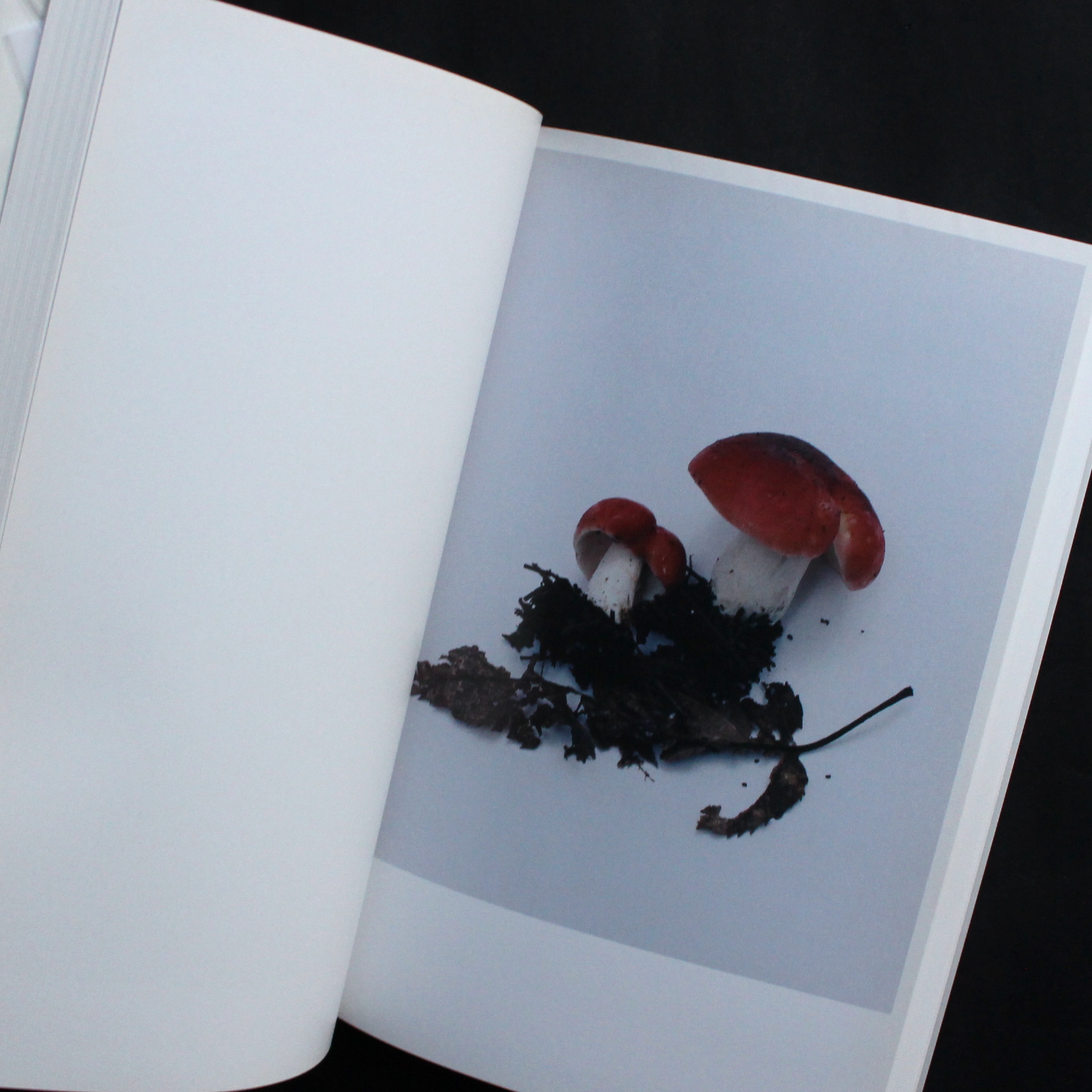 その森の子供 / Mushrooms from the Forest 2011 - ホンマ タカシ