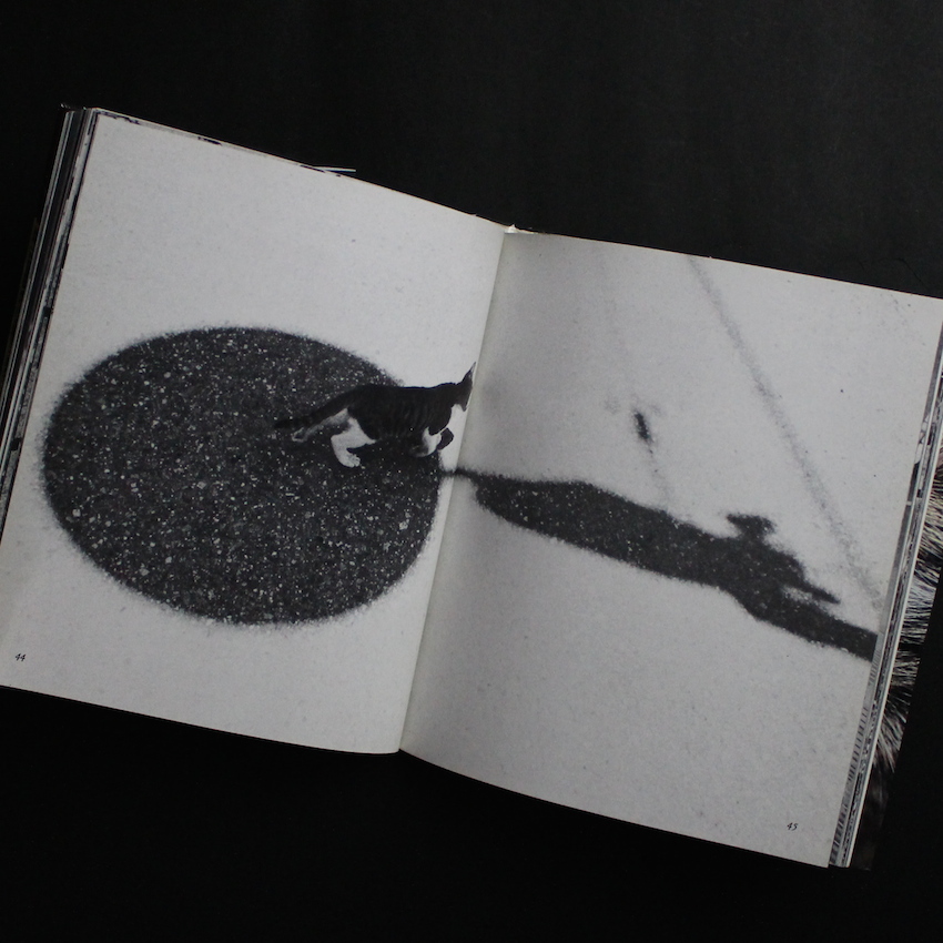 サスケ！！ いとしき猫よ（First Printing） - 深瀬 昌久 / Masahisa