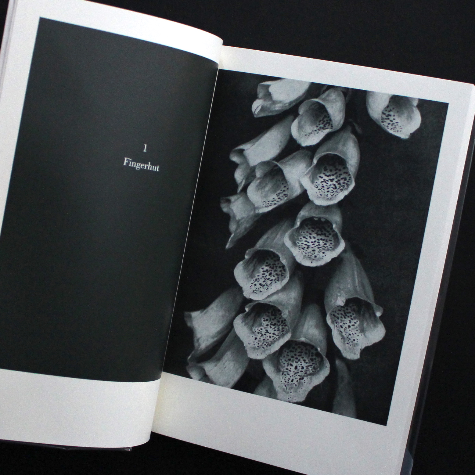 Die Welt ist schön - 1928 - Albert Renger Patzsch