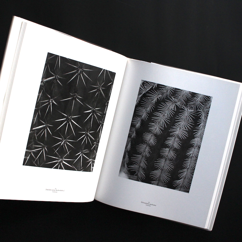 Die Welt der Pflnaze - Albert Renger Patzsch