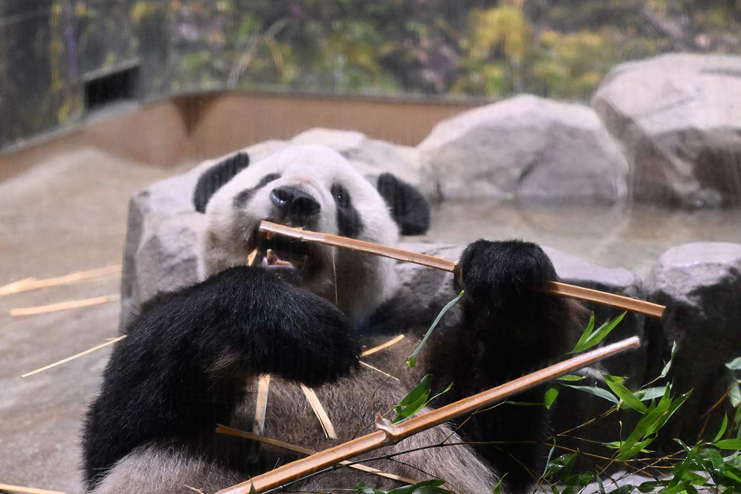 今日のパンダ（3643日目）