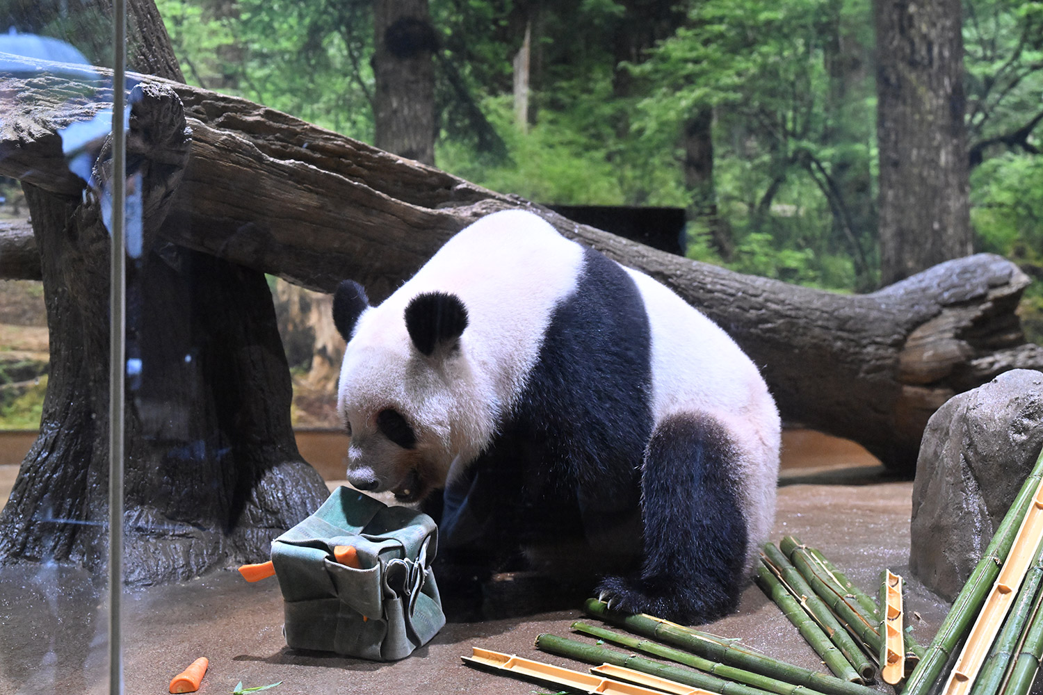 今日のパンダ（3965日目）