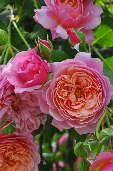 冬季大苗】バラ苗 プリP.J.ルドゥーテ 国産苗 6号鉢植え品［契約品種