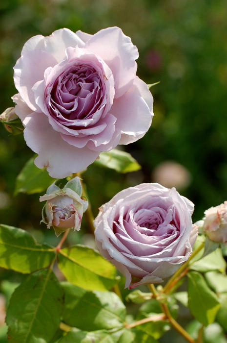 バラ苗【中苗】アンティークウォッチ 国産苗 6号鉢植え品［契約品種