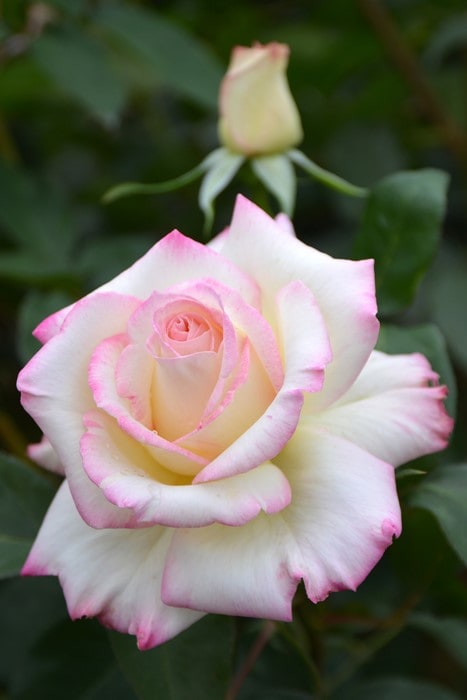 バラ苗【中苗】みわく【魅惑】 国産苗 6号鉢植え品《J-HT20》 | すべて