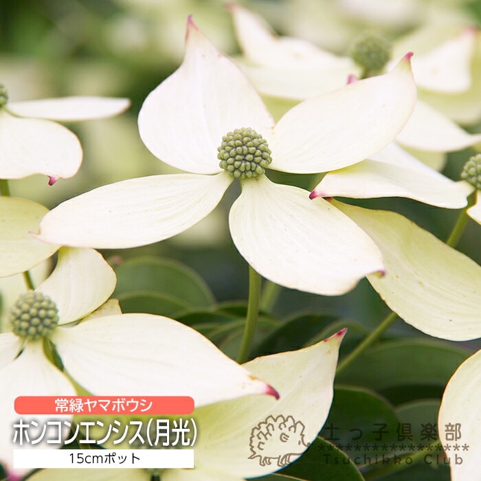 常緑ヤマボウシ『ホンコンエンシス（月光）』15cmポット苗 | 見ごろ