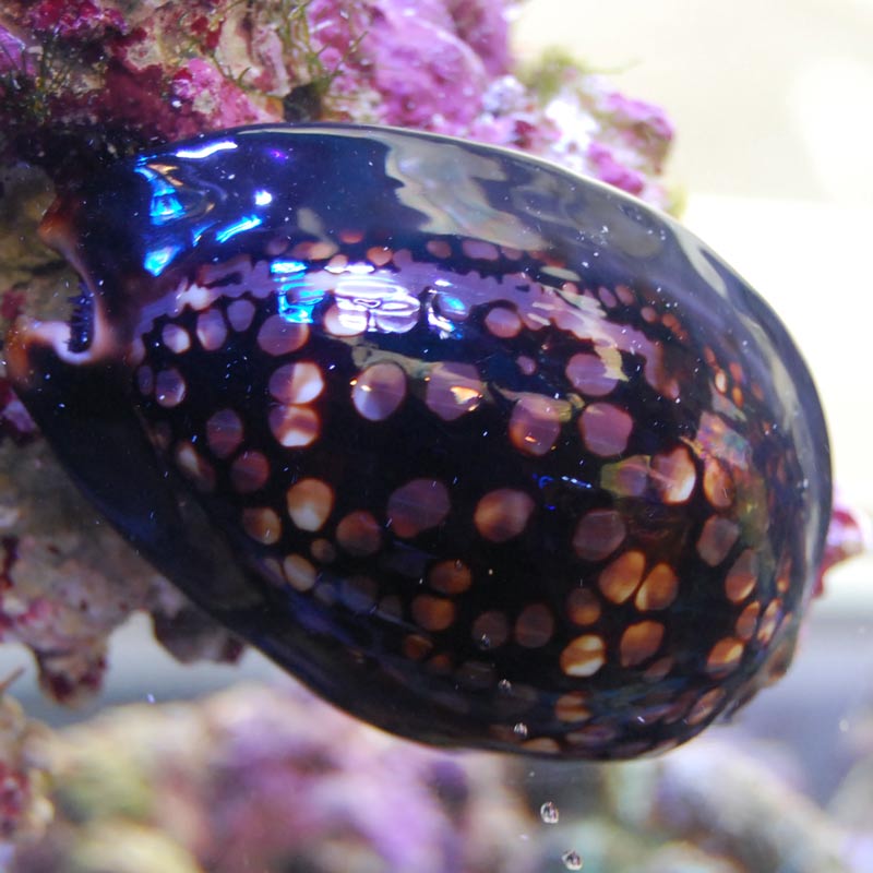 ハチジョウダカラガイ【沖縄産】 | 海水魚図鑑（過去入荷）,海水魚,貝