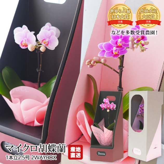 胡蝶蘭 マイクロ胡蝶蘭 1本立 2.5号 2WAYBOX 椎名洋ラン園 ギフトBOX入