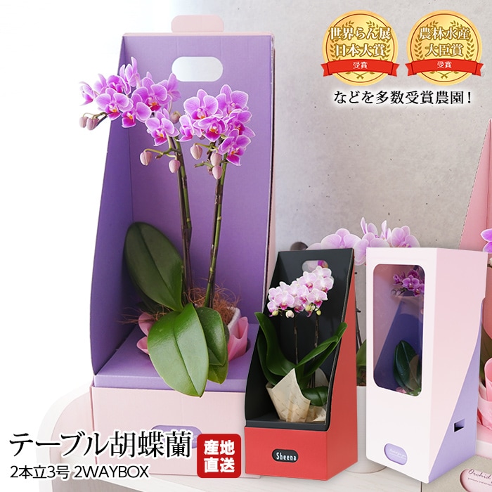 胡蝶蘭 テーブル胡蝶蘭 2本立 3号 2WAYBOX 椎名洋ラン園 ギフトBOX入