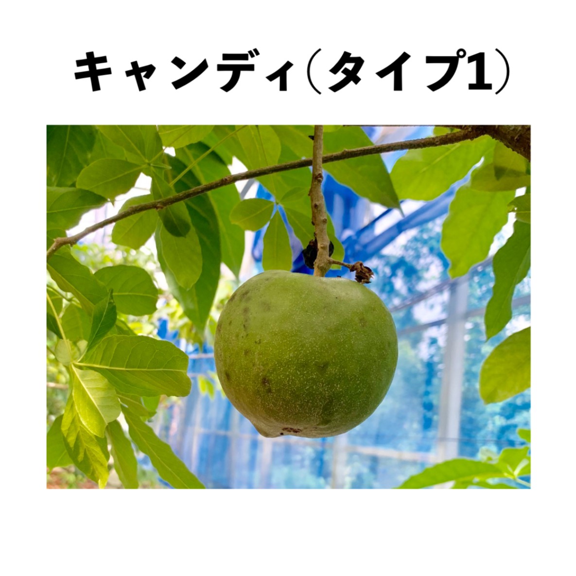 キャンディ(タイプ1) 5号ポット 小苗 (接木)｜シロサポテ苗木