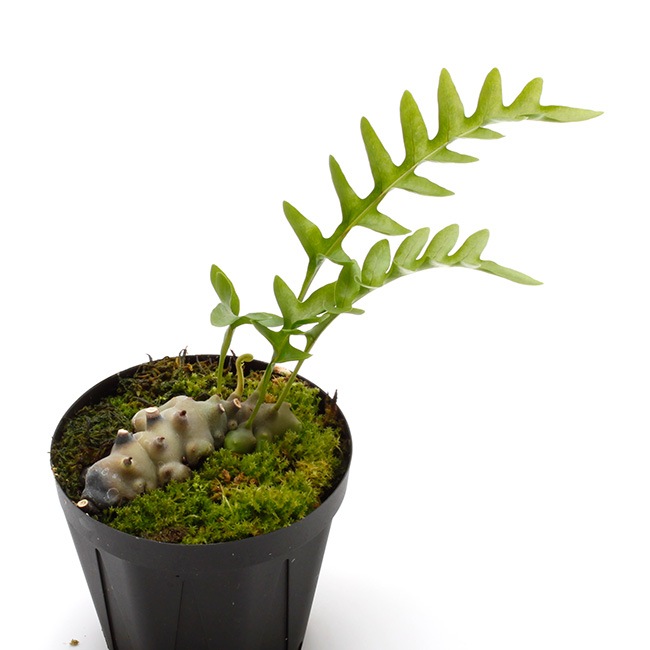 Lecanopteris luzonensis [ レカノプテリス・ルゾネンシス