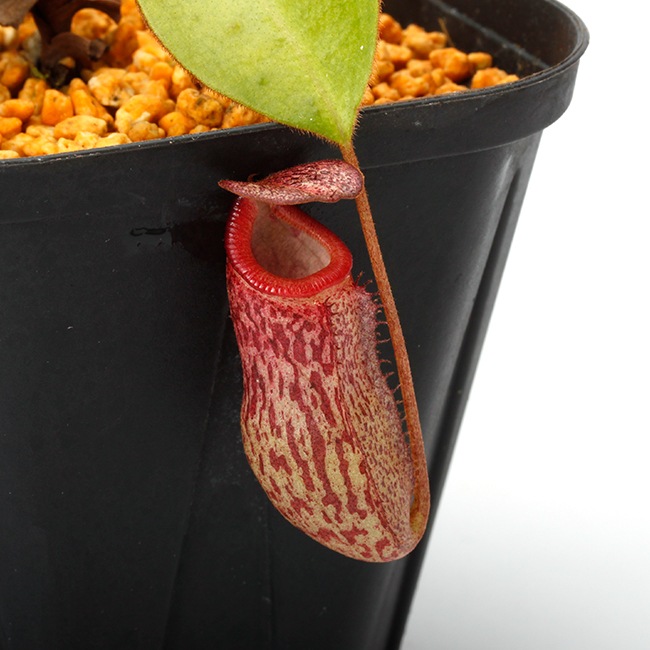 Nepenthes rajah x burbidgeae ( N. x ' alisputrana ' ) [ ネペンテス