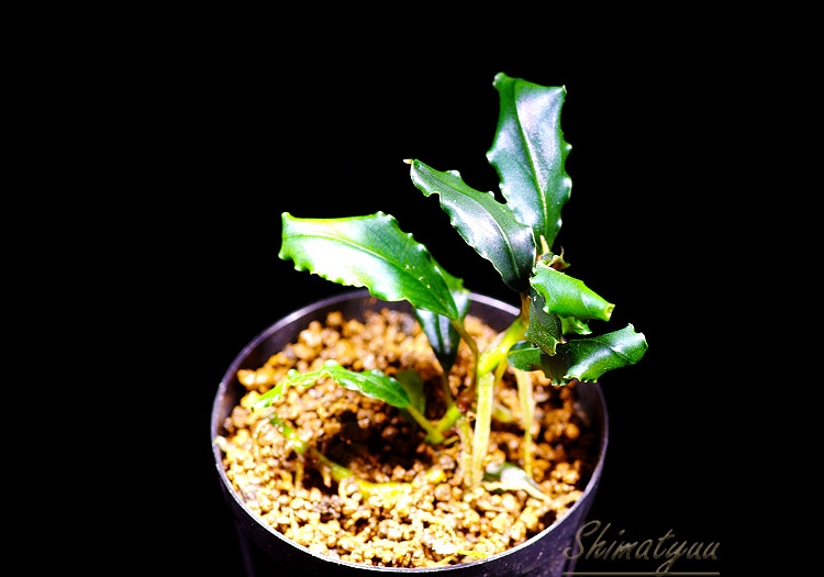 一点物 Bucephalandra sp. Pandora Queen 2020.7 No.05 | 水草・観葉