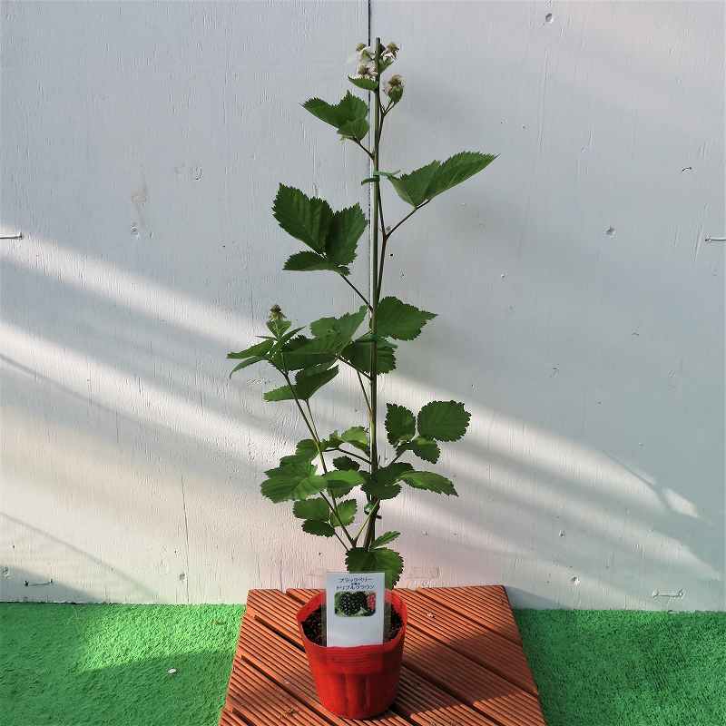 ブラックベリー《トリプルクラウン》ポット苗 | ブルーベリー