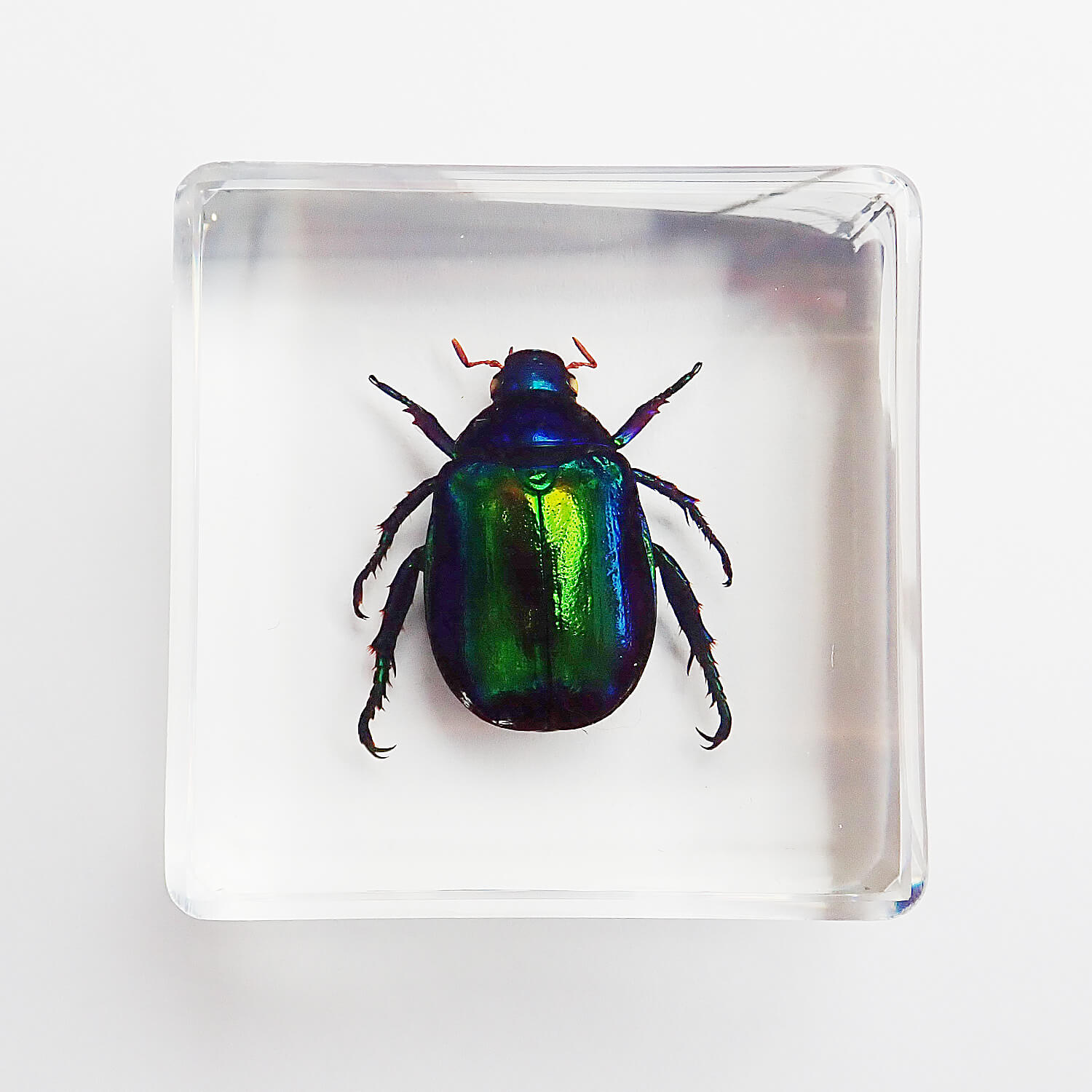 昆虫食 樹脂標本 Colorful Scarab Beetle Mimela splendens Gyllenhal