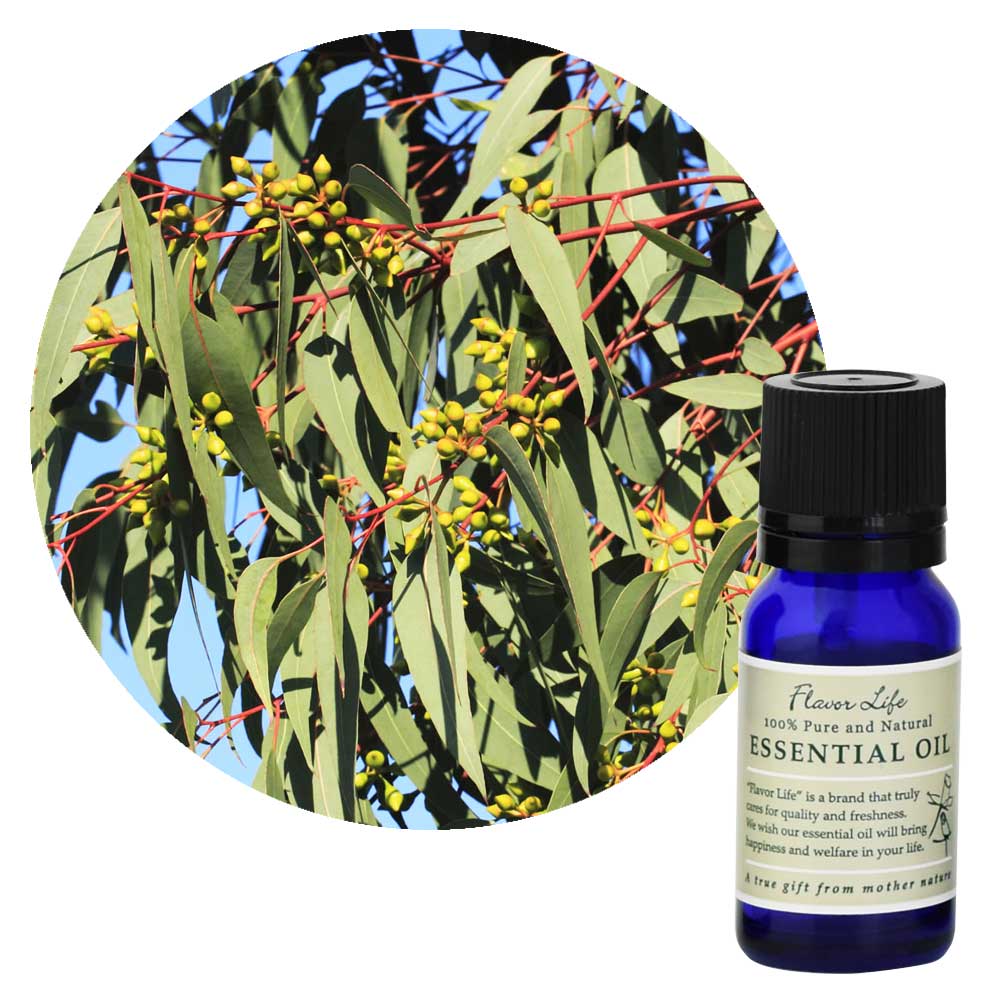 フレーバーライフ】ユーカリ・ラディアータ｜エッセンシャルオイル