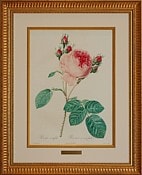 ルドゥーテ「八重咲きの丸いピンクバラ」大