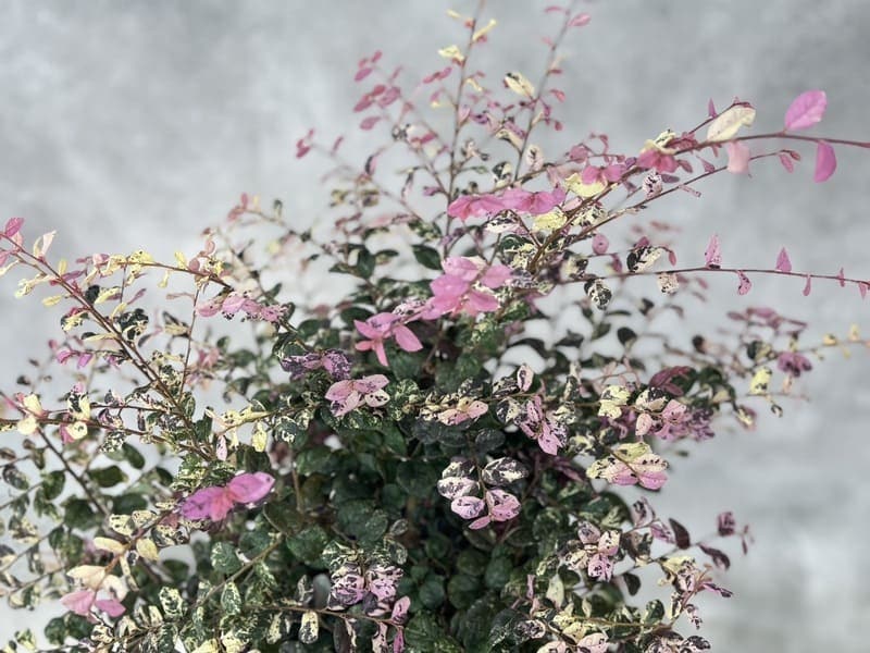 トキワマンサク 「七彩」（しちさい） 6号スリット鉢 園芸 通販 greenery