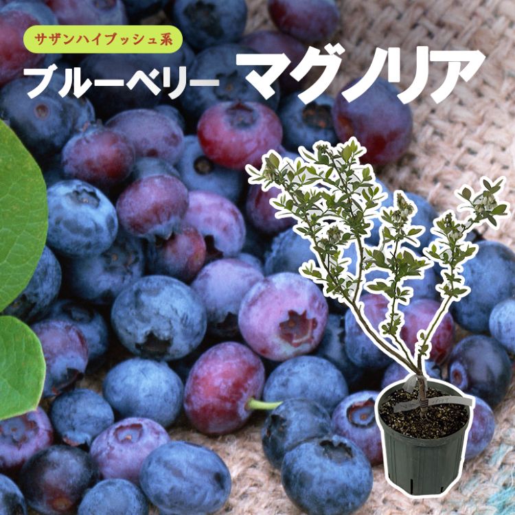 ブルーベリー 「マグノリア」 サザンハイブッシュ 果樹 苗 苗木 通販