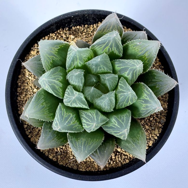 ハオルチア ブルーレンズ 10cm鉢 苗 園芸 ガーデニング 通販 greenery