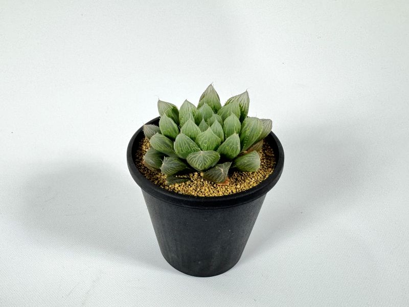 ハオルチア ブルーレンズ 10cm鉢 苗 園芸 ガーデニング 通販 greenery