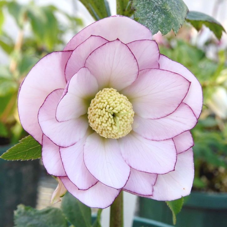 赤塚植物園自社農場,クリスマスローズ伊勢みやびの購入なら赤塚植物園