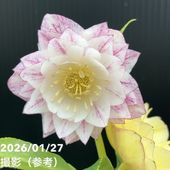 お買い得一点物咲き進み株】加藤農園 愛幸花丸姫 クリスマスローズ 毬