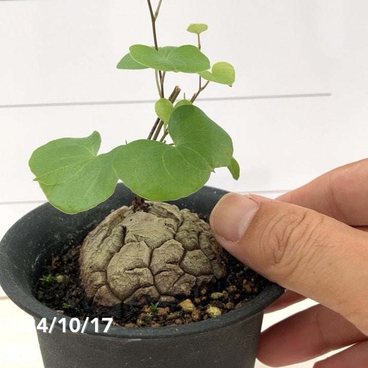 亀甲竜 キッコウリュウ ディオスコレア エレファンティペス 3号｜観葉