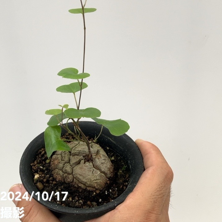 亀甲竜 キッコウリュウ ディオスコレア エレファンティペス 3号｜観葉