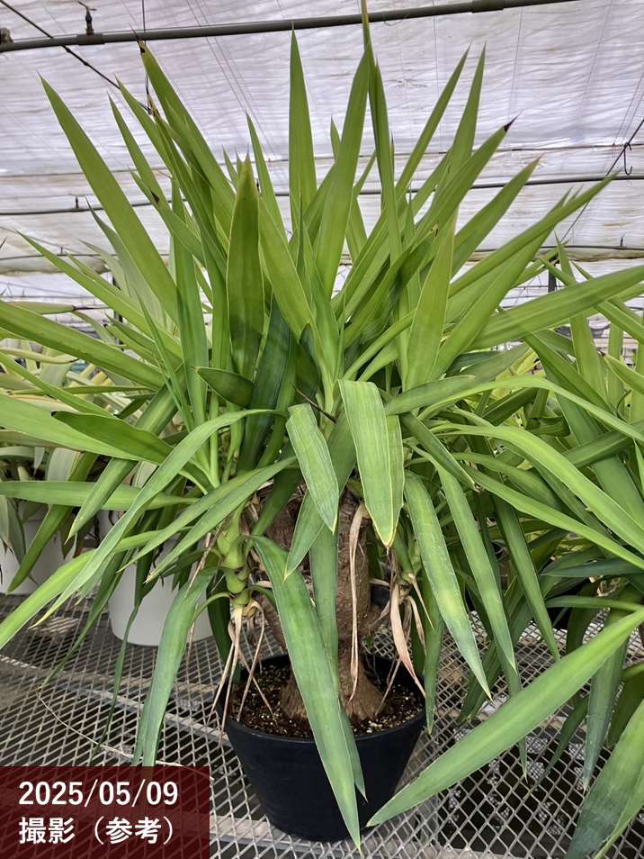 限定3鉢】ユッカ 9号 エレファンティペス（Yucca elephantipes
