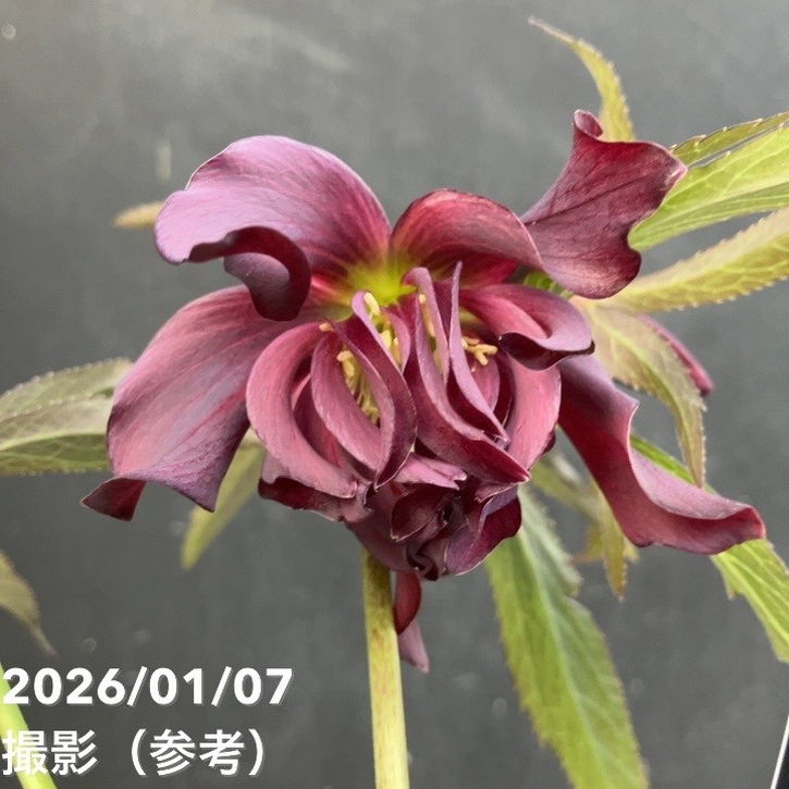 一点物】堀切園 クリスマスローズ ウィンターシンフォニー HEXE