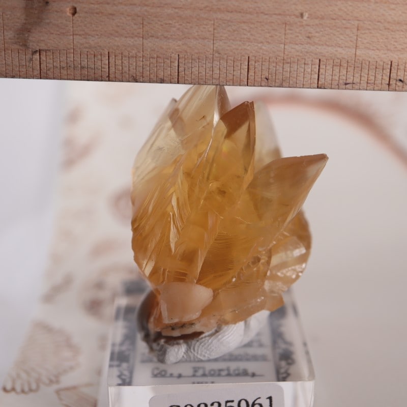 貝化石カルサイト | 鉱物標本,カ行,カルサイト/方解石 | ほたるみねら