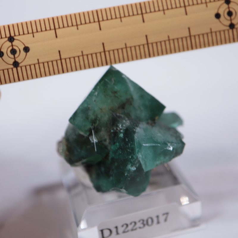 ロジャリー鉱山 フローライト | 鉱物標本,ハ行,フローライト/蛍石