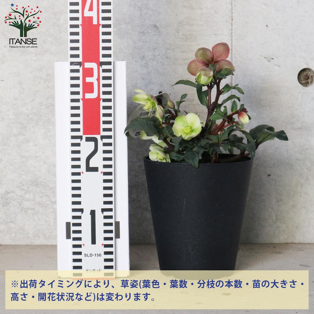 クリスマスローズ モンテクリスト【花苗 5号ポット苗／1個売り