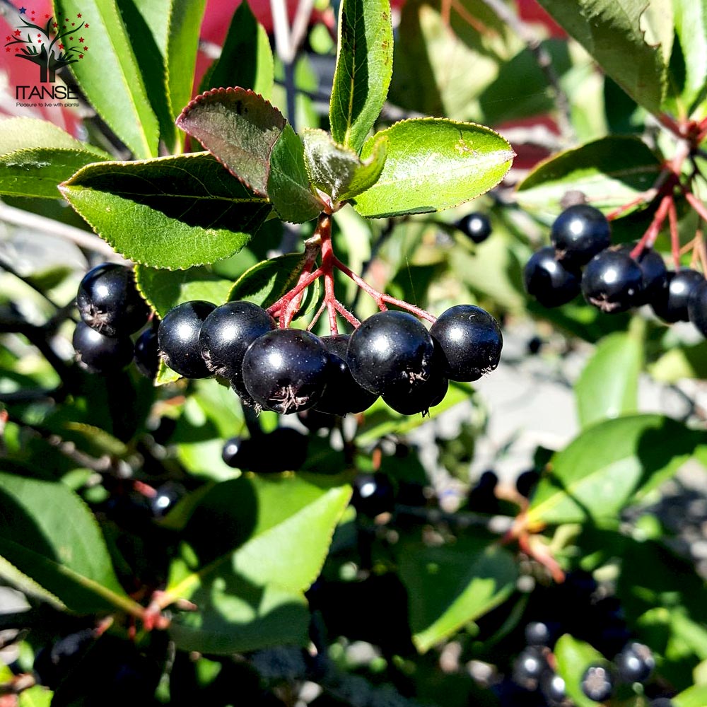 アロニア メラノカルパの苗木 (チョコベリー)【果樹の苗木 5号鉢／1個