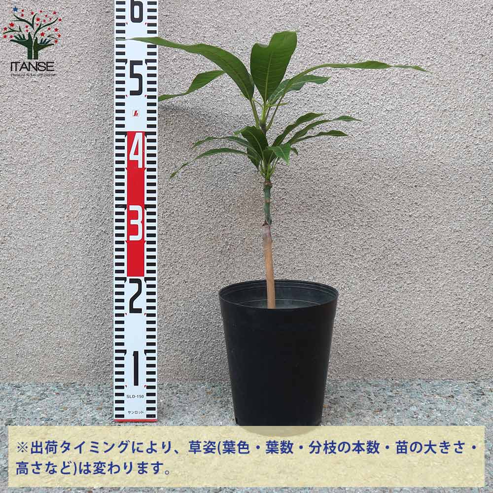 マンゴーの苗木 マハチャノック (鉢植え苗なので年中植付け可能)【果樹