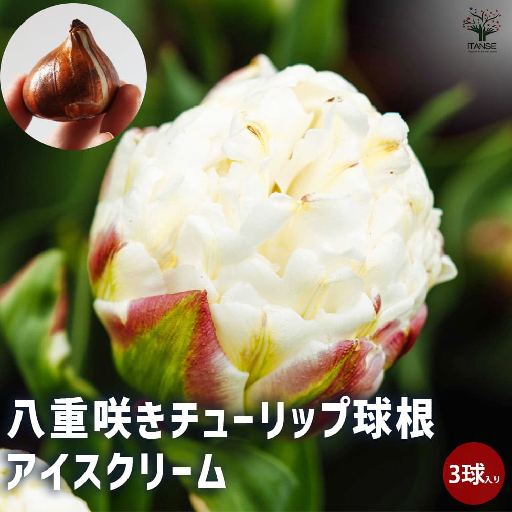 八重咲チューリップ アイスクリーム【花球根／お買い得3球セット