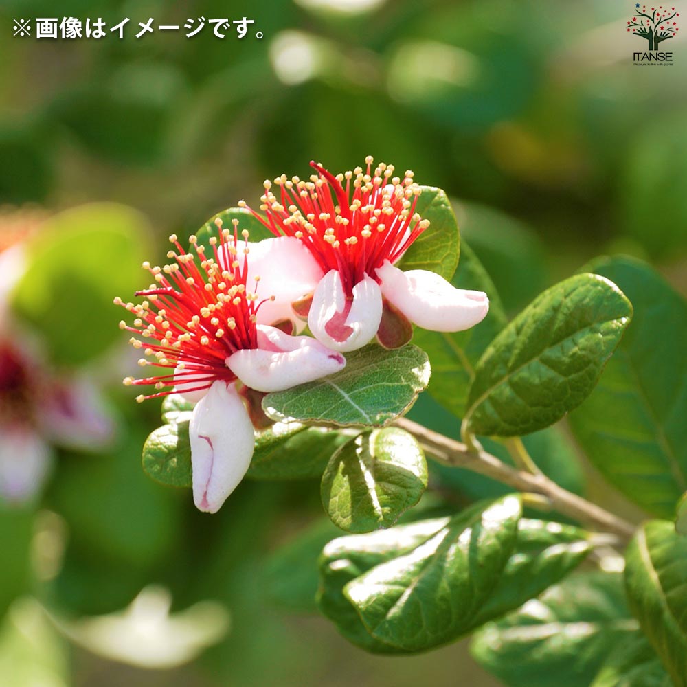 フェイジョア カイテリ【果樹の苗木 18cmポット 1個売り】｜ 【植物の