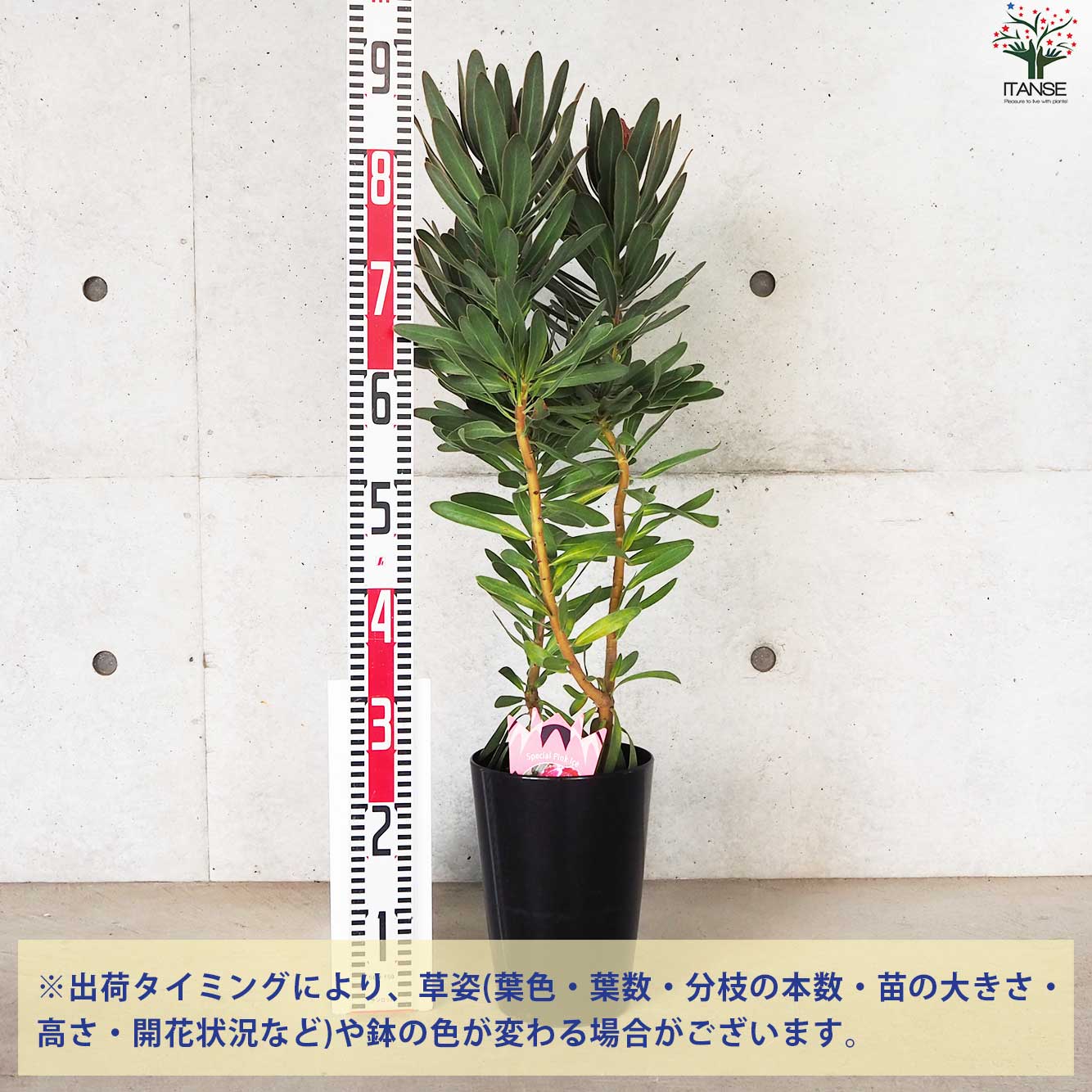 プロテア スペシャルピンクアイス【花苗 6号鉢／1個売り】｜ 【植物の