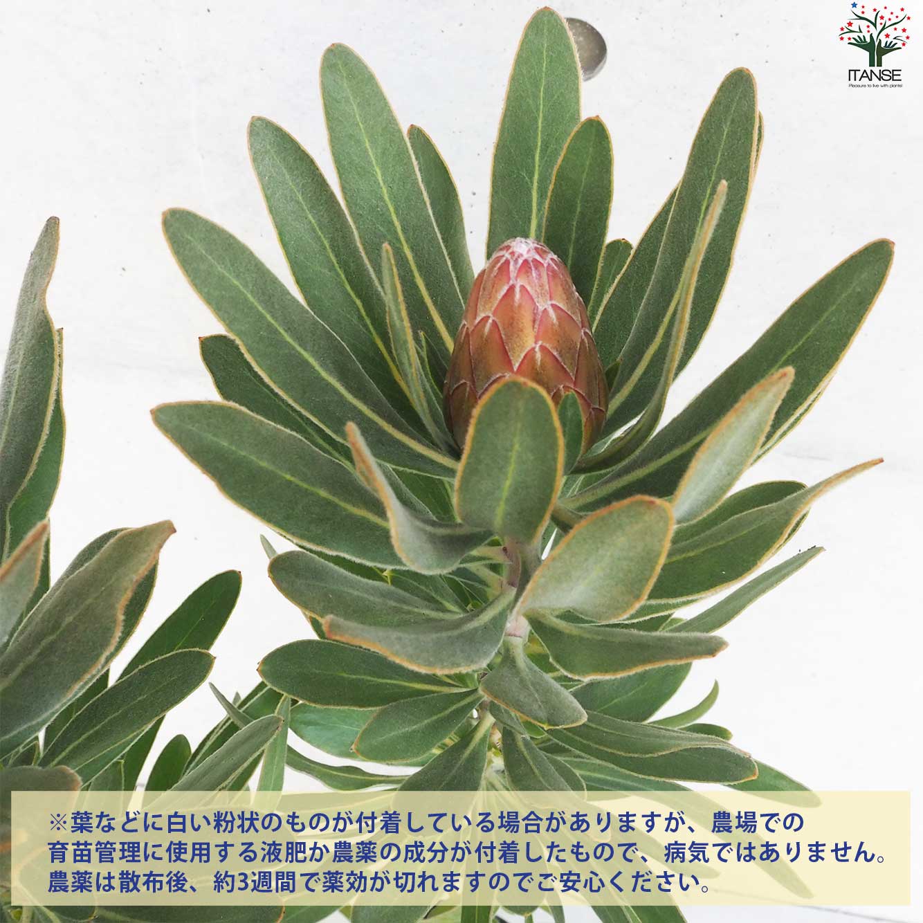 プロテア スペシャルピンクアイス【花苗 6号鉢／1個売り】｜ 【植物の