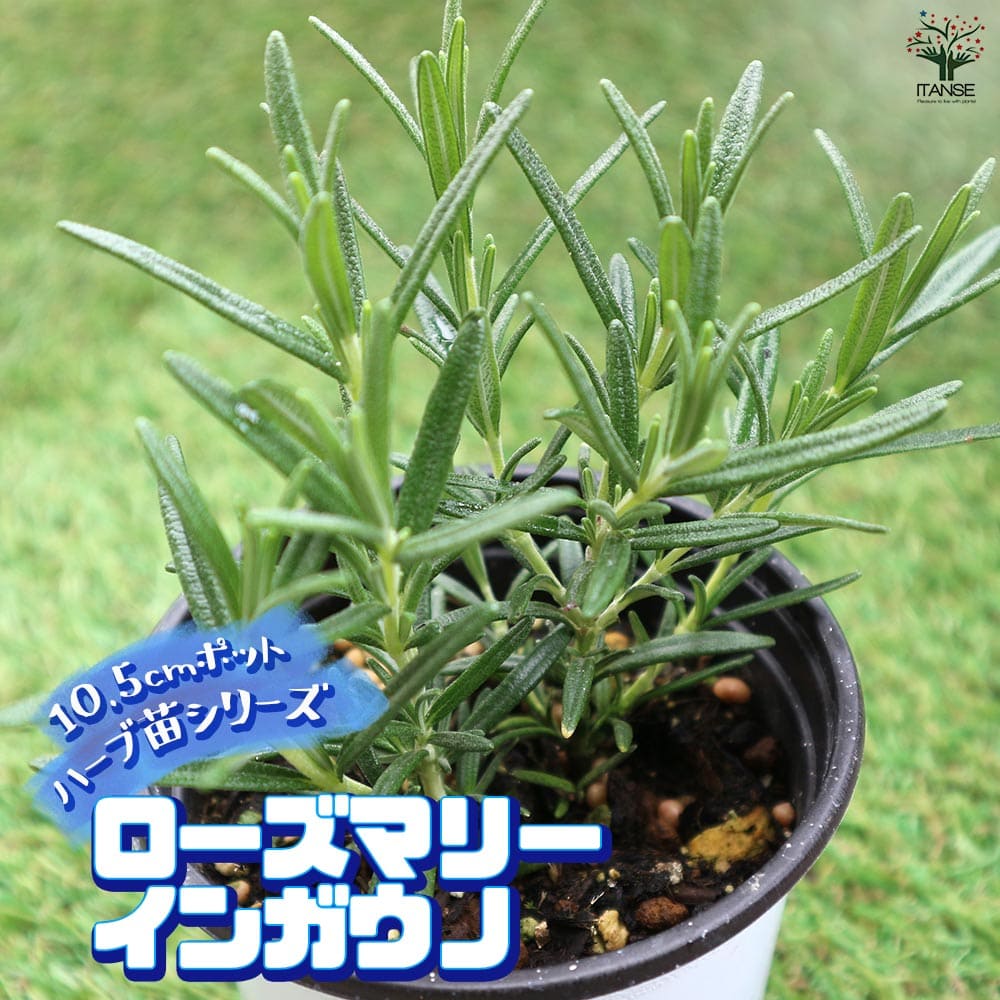 静岡県産 わさび苗 100本 ワサビ 苗 静岡県産 わさび苗 100本