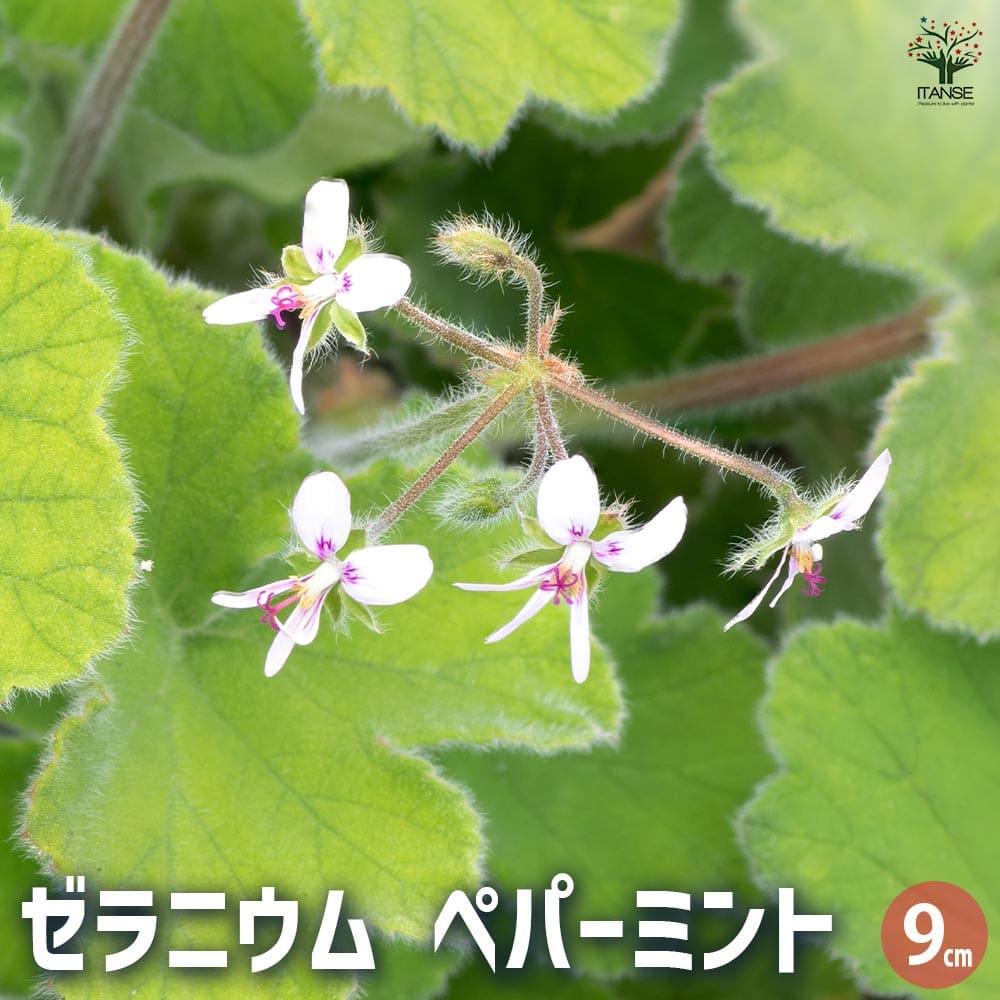 ゼラニウム ペパーミント 【ハーブの苗 9cmポット】｜ 【植物の