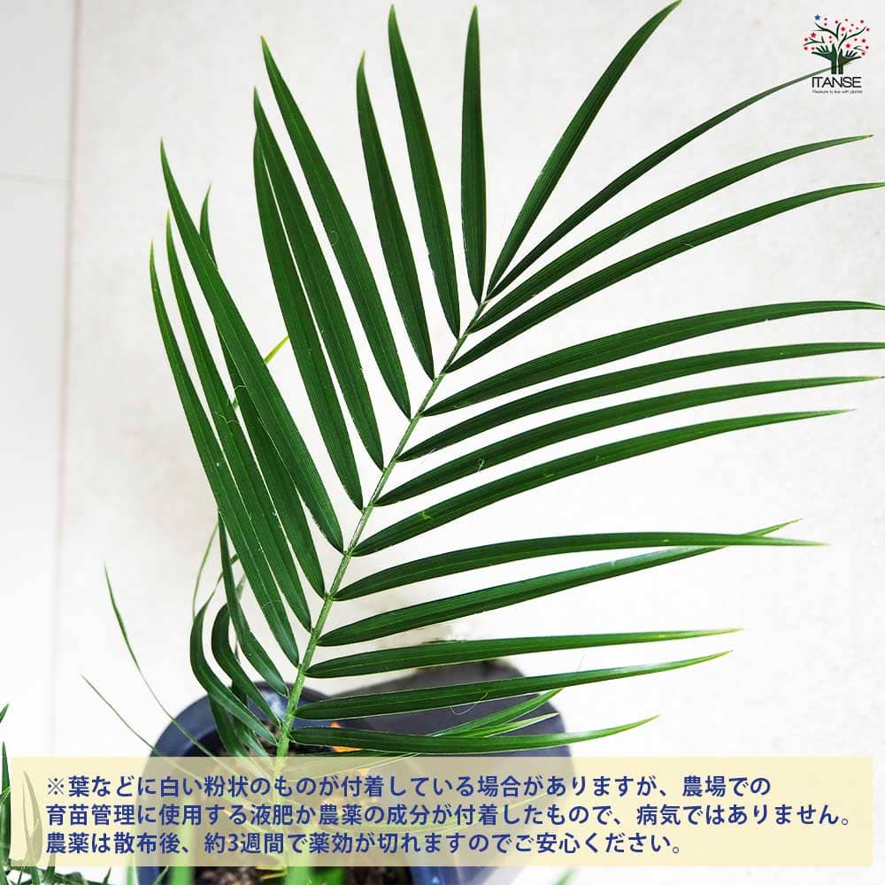 ヤシ フェニックス・ロベレニー 【観葉植物 6号鉢／1個売り】｜ 【植物