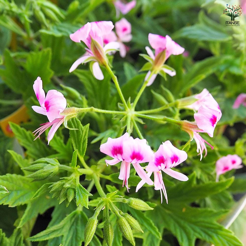 スーパーレモンゼラニウム 【ハーブの苗 3.5号】｜ 【植物の