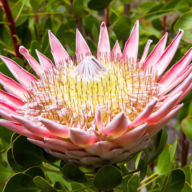 プロテア ジュリエット 【花木苗 8号鉢／1個売り】｜ 【植物の